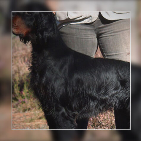 élevage chien Dordogne (24)