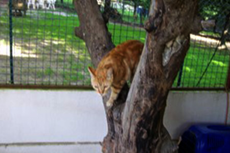 Pension Feline