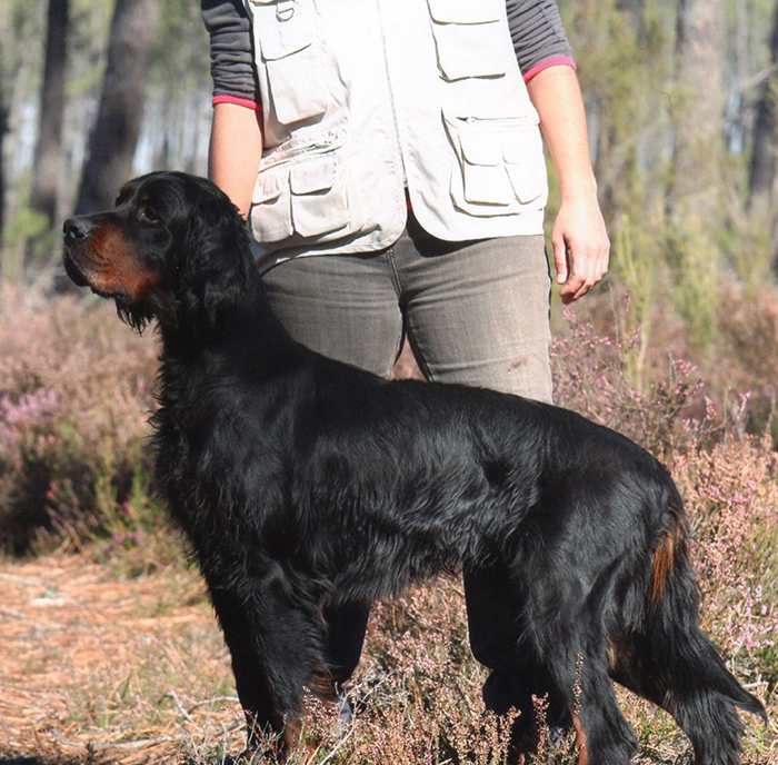 Pension canine & féline de confiance