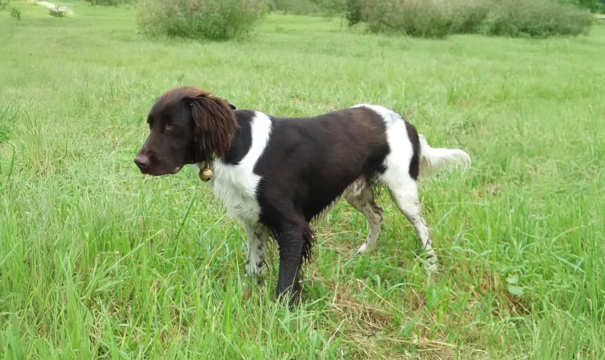 Le Clos Des Vickings Pension Canine Sainte Foy La Grande En Gironde 07