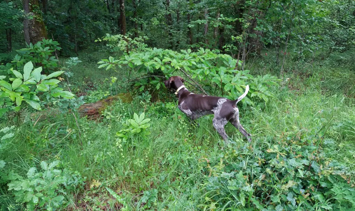 Le Clos Des Vickings Pension Canine Sainte Foy La Grande En Gironde 09