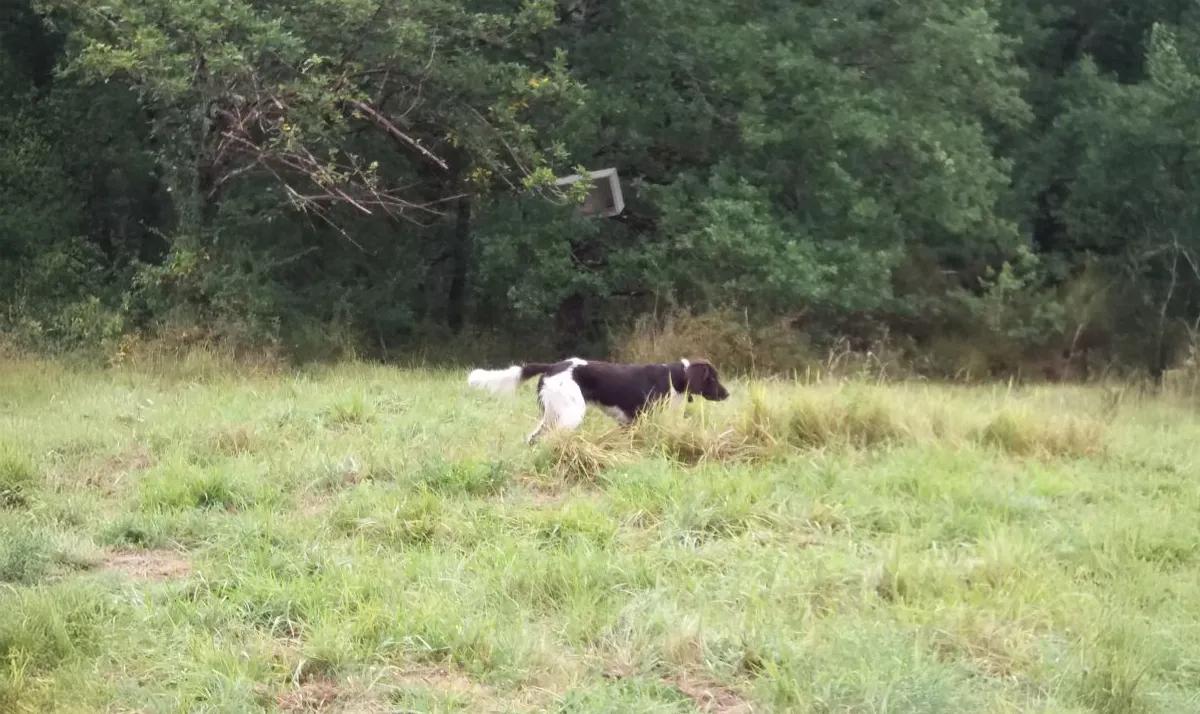 Le Clos Des Vickings Pension Canine Sainte Foy La Grande En Gironde 11