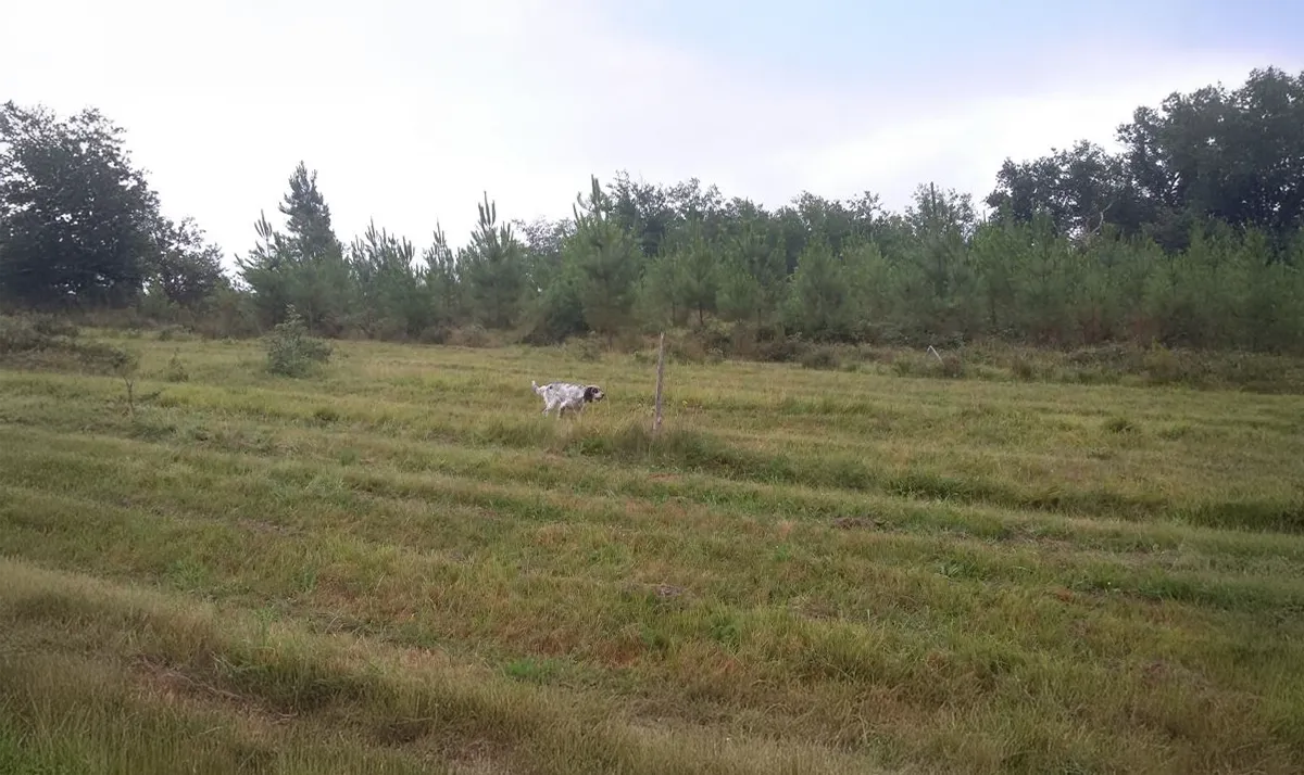 Le Clos Des Vickings Pension Canine Sainte Foy La Grande En Gironde 12