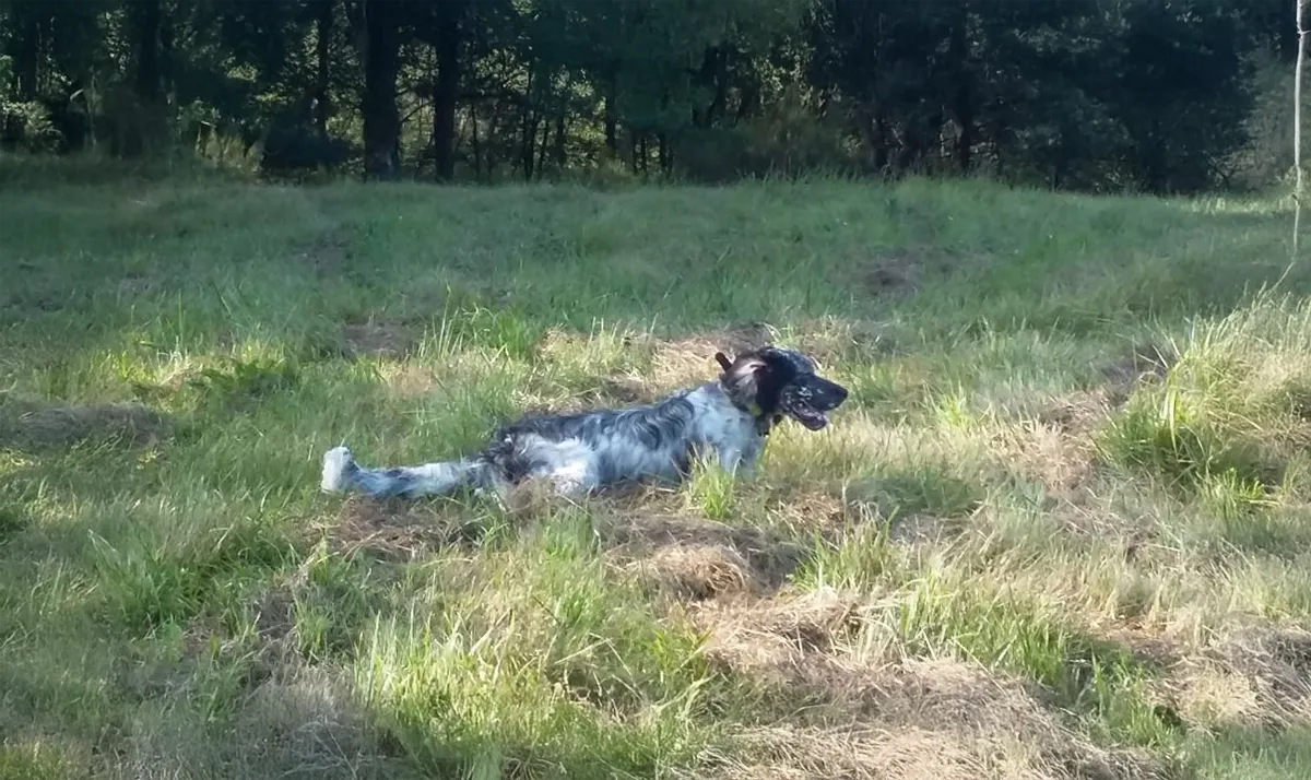 Le Clos Des Vickings Pension Canine Sainte Foy La Grande En Gironde 14