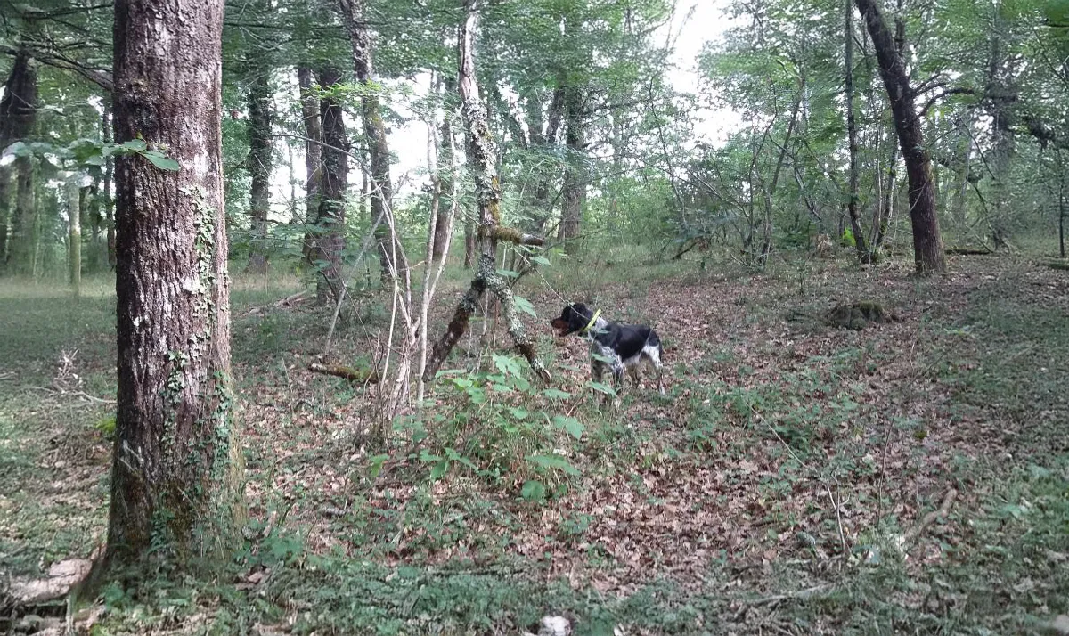 Le Clos Des Vickings Pension Canine Sainte Foy La Grande En Gironde 16