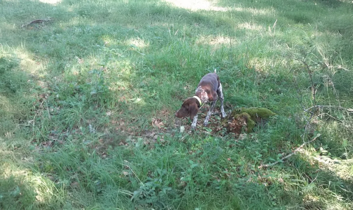 Le Clos Des Vickings Pension Canine Sainte Foy La Grande En Gironde 19