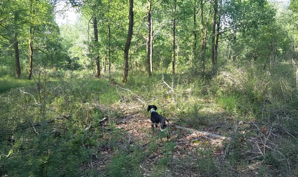 Le Clos Des Vickings Pension Canine Sainte Foy La Grande En Gironde 20