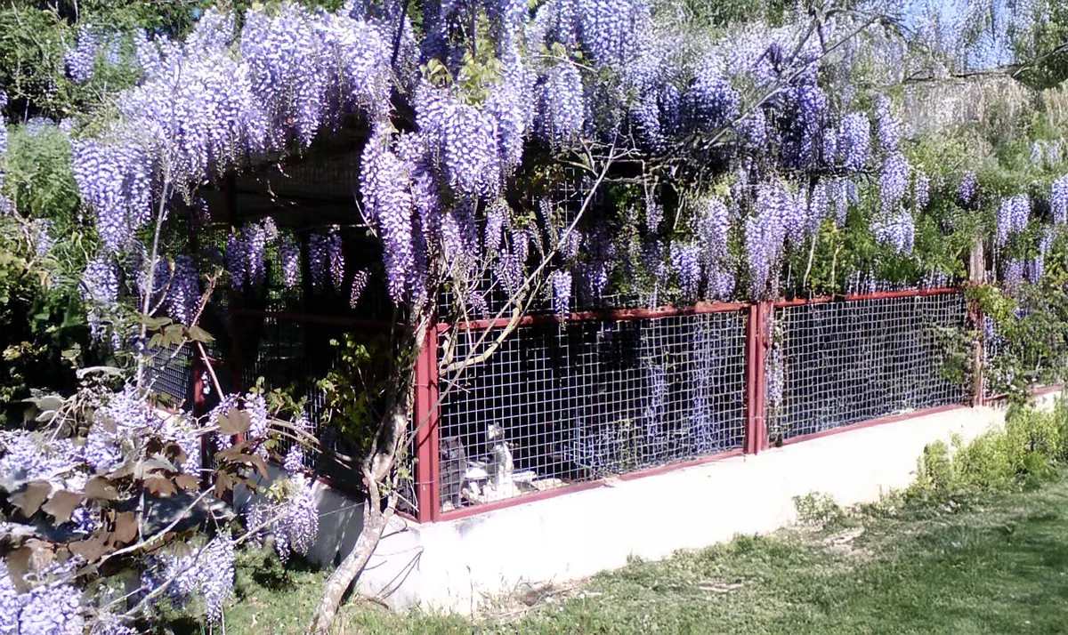 Le Clos Des Vickings Pension Canine Sainte Foy La Grande En Gironde 23