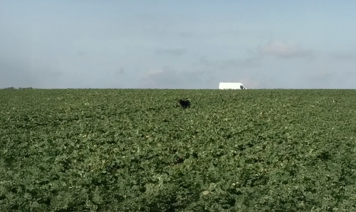 Le Clos Des Vickings Pension Canine Sainte Foy La Grande En Gironde 29