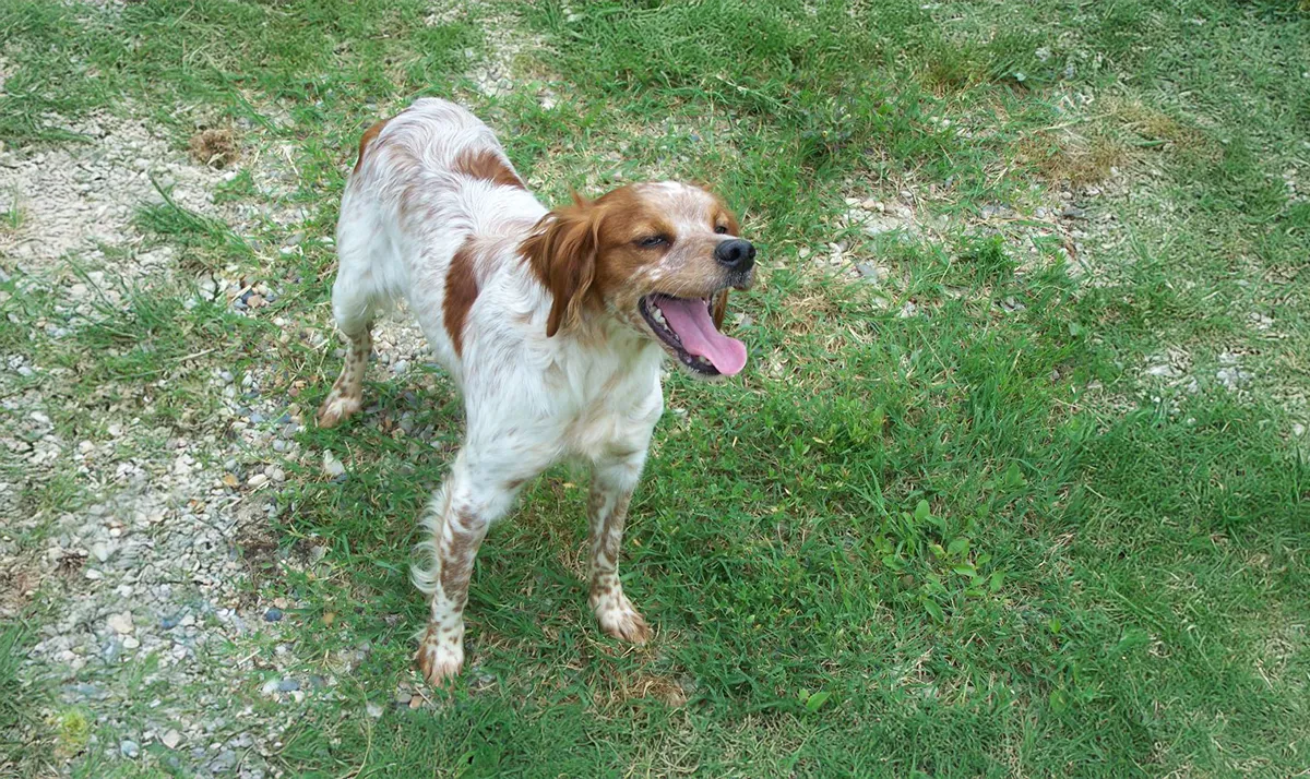 Le Clos Des Vickings Pension Canine Sainte Foy La Grande En Gironde 30