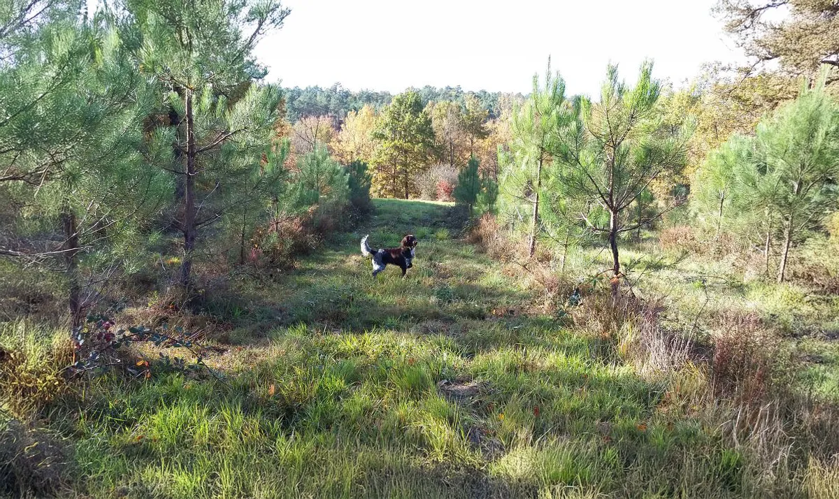 Le Clos Des Vickings Pension Canine Sainte Foy La Grande En Gironde 36