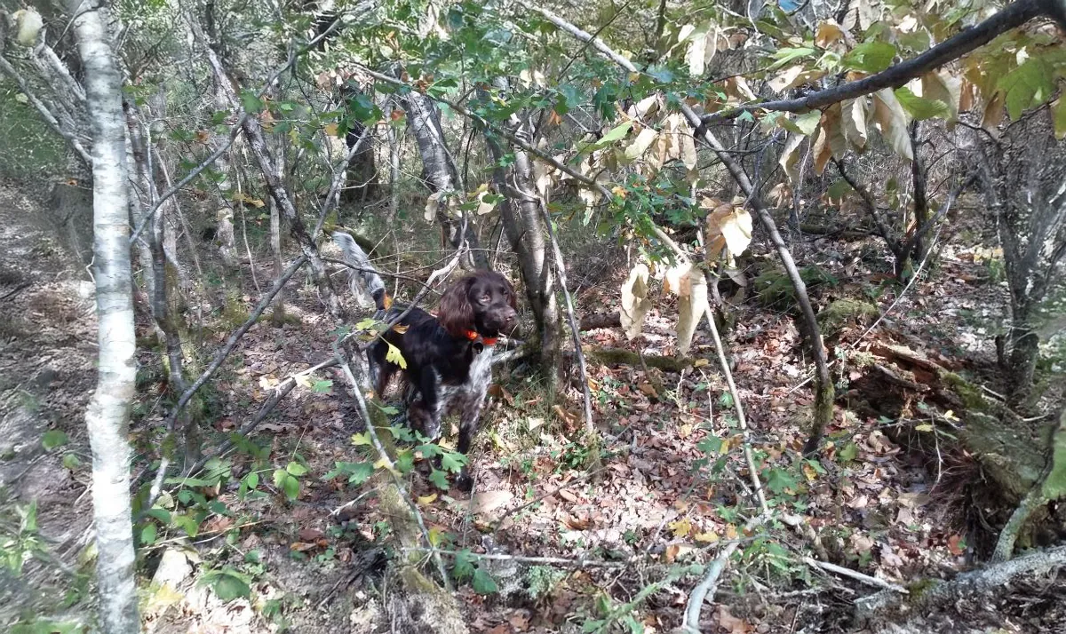 Le Clos Des Vickings Pension Canine Sainte Foy La Grande En Gironde 38