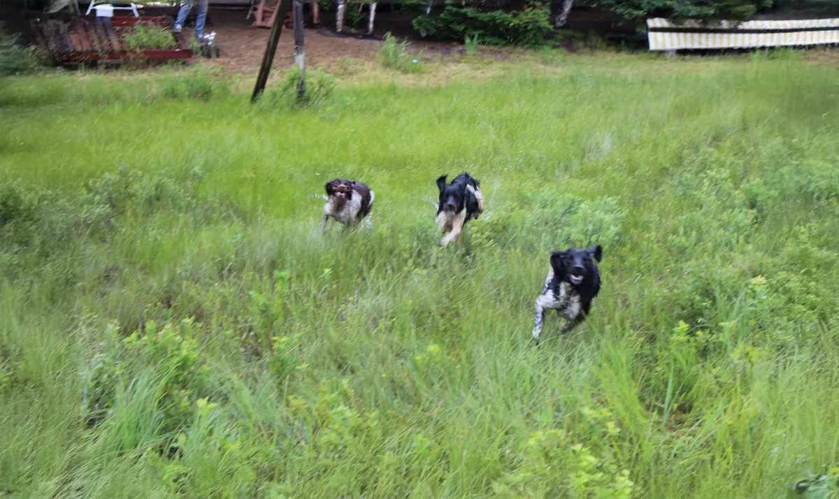 Le Clos Des Vickings Pension Canine Sainte Foy La Grande En Gironde 39