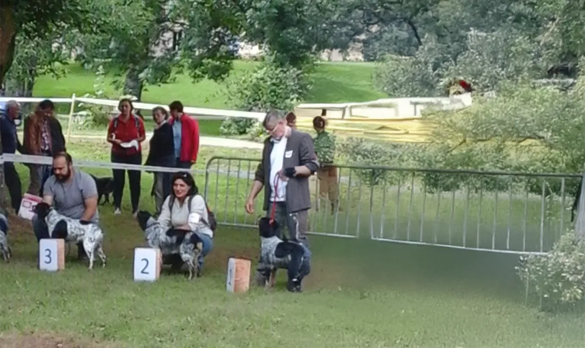 Le Clos Des Vickings Pension Canine Sainte Foy La Grande En Gironde 40