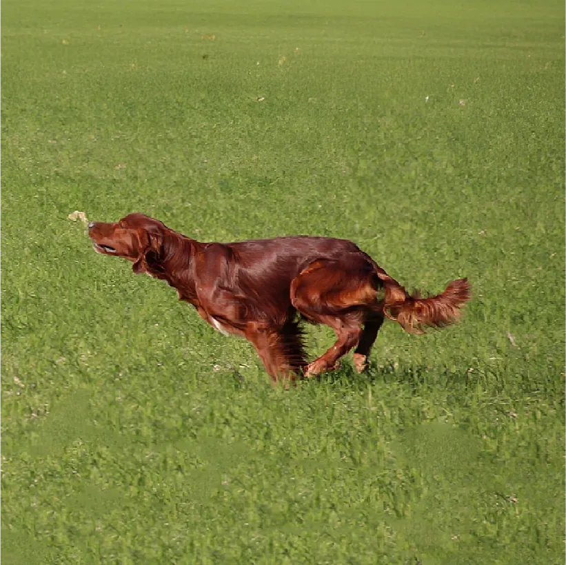 Le Clos Des Vickings Pension Canine Sainte Foy La Grande En Gironde Pension Canine 19 1