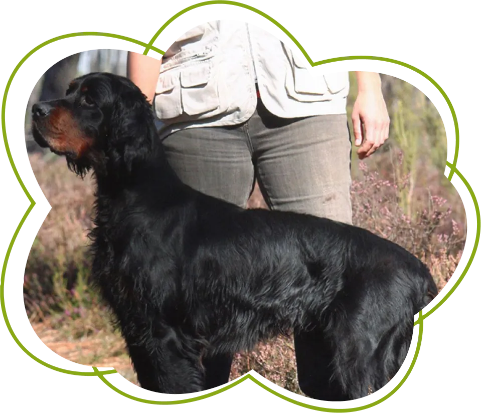 Le Clos Des Vickings Pension Canine Sainte Foy La Grande En Gironde Pension Canine A Saint Pierre DEyraud Pres De Sainte Foy La Grande En Gironde 2 1