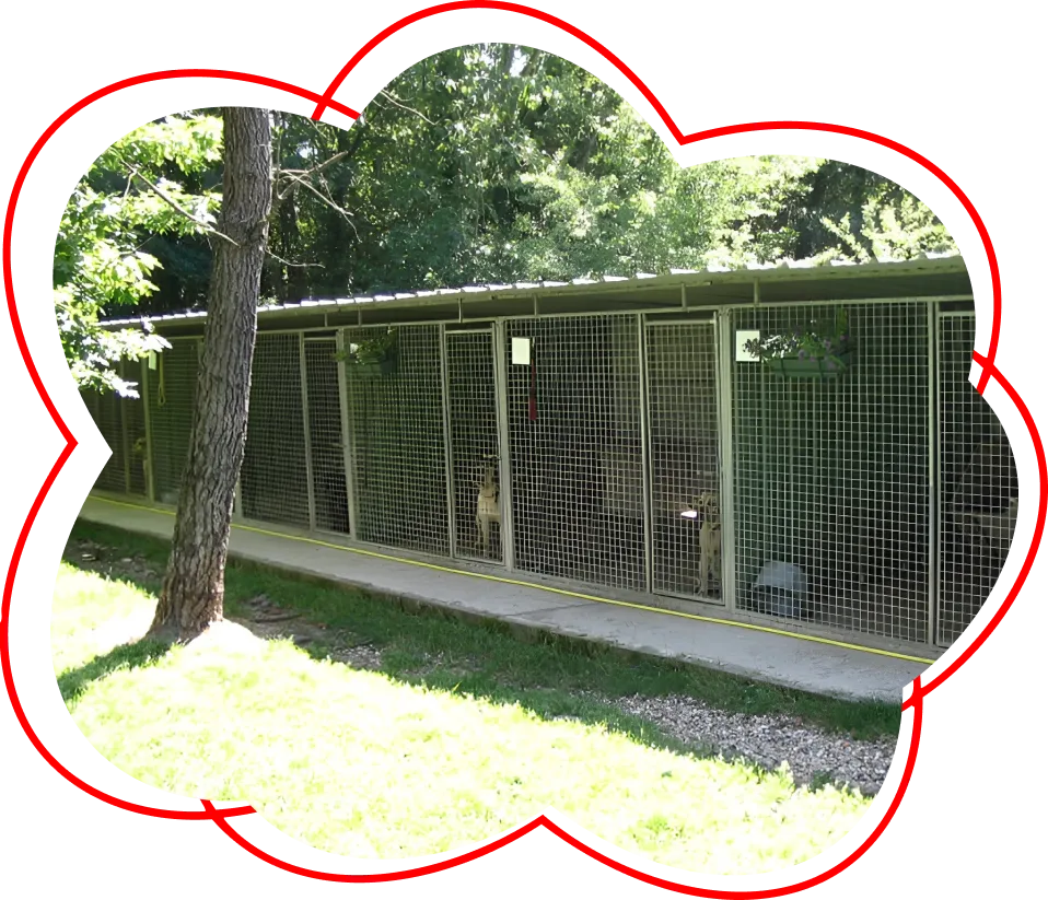 Le Clos Des Vickings Pension Canine Sainte Foy La Grande En Gironde Pension Canine A Saint Pierre DEyraud Pres De Sainte Foy La Grande En Gironde