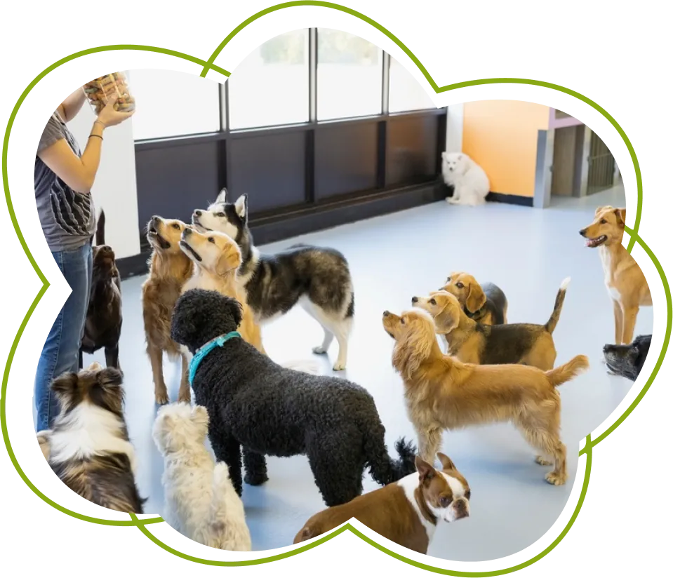 Le Clos Des Vickings Pension Canine Sainte Foy La Grande En Gironde Reglement Interieur 01